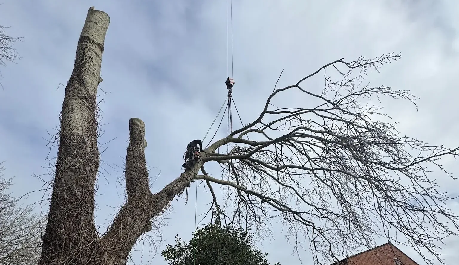 Sectional dismantling of a large garden tree beside a residential property