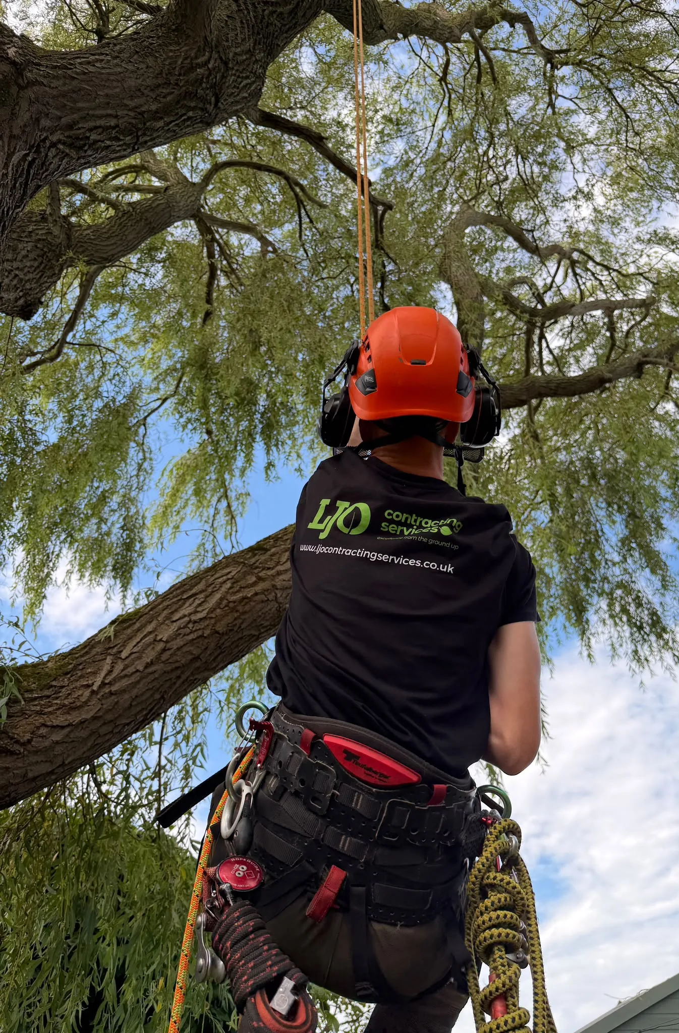 An LJO Contracting Services climber roped into a mature willow, wearing a helmet, ear defenders and climbing harness
