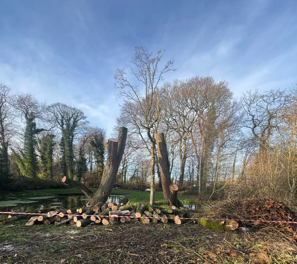 Felled timber stacked and cut to length across a cleared area of rough ground