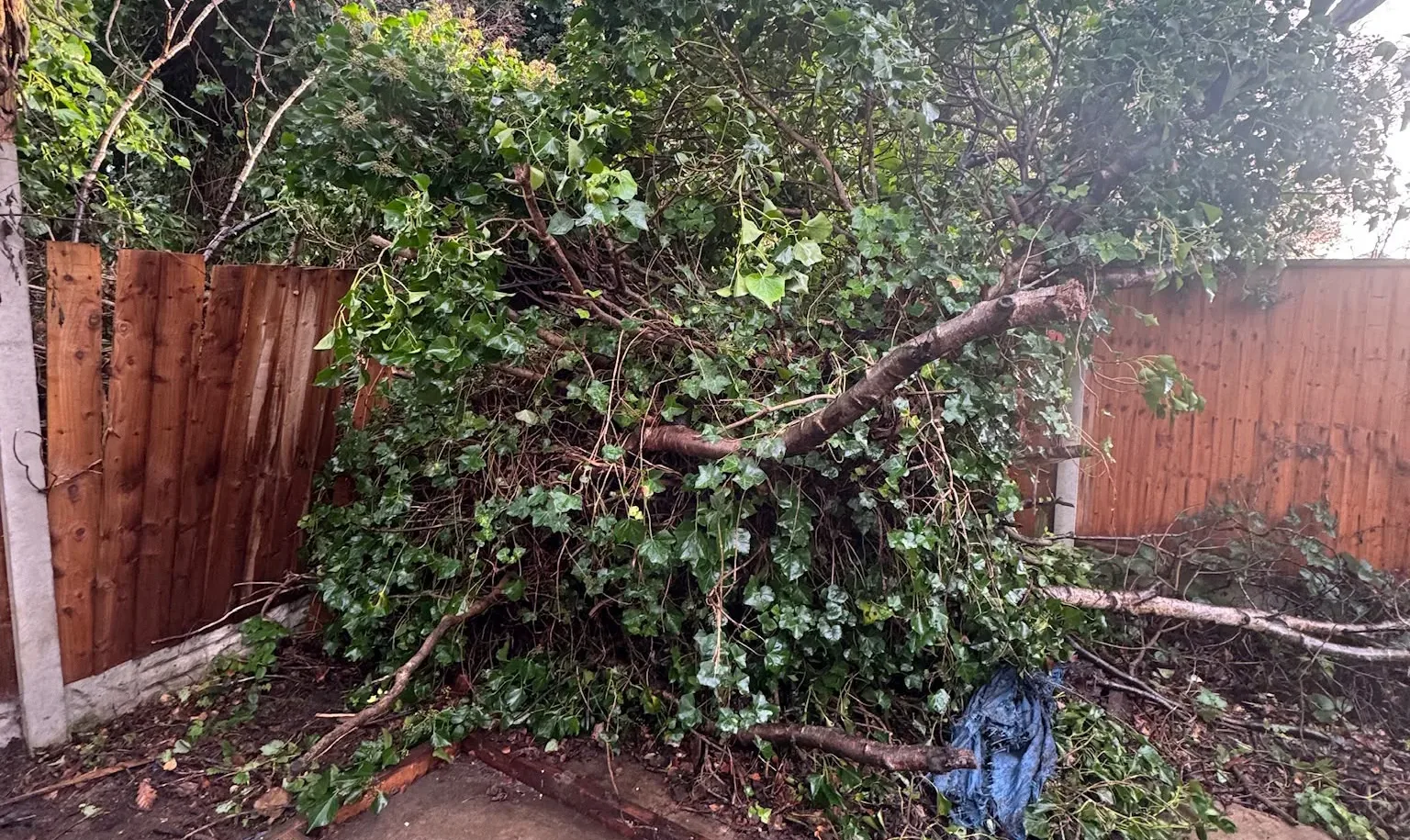 A wind blown tree brought down across a garden boundary fence after a storm